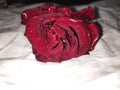 Romantic day, locve, valentine, red rose, I love you