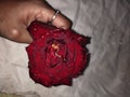 Romantic day, locve, valentine, red rose, I love you