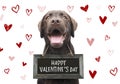 Romantic dog with text happy valentines day on wooden board with cute hand drawn hearts on white background for 14 february Royalty Free Stock Photo