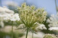 White flowering umbels and buds of wild carrot against a bright blue sky in a white bloom meadow of daucus carota Royalty Free Stock Photo