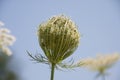 White flowering umbels and buds of wild carrot against a bright blue sky in a white bloom meadow of daucus carota Royalty Free Stock Photo