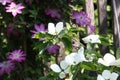 Romantic early summer garden white flowers of dogwood cornus venus and pink clematis in the morning sun in front of a wooden