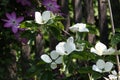Romantic early summer garden white flowers of dogwood cornus venus and pink clematis in the morning sun in front of a wooden