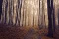 Romantic elegant forest during a foggy day