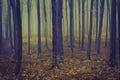 Romantic elegant forest during a foggy day