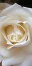 Romantic elegante soft white rose