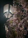 A blooming, lush cherry under the soft, warm light of an old street lamp.