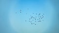 Romantic flight of white doves Royalty Free Stock Photo