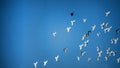 Romantic flight of white doves