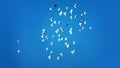 Romantic flight of white doves Royalty Free Stock Photo