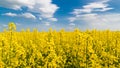 Flowering oilseed rape, blue sky, white clouds. Brassica napus