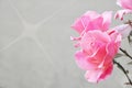 Romantic floral frame background, Pink roses on wall background