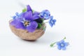 Floristic composition with violets and forget-me-not flowers in a nutshell against beautiful bokeh background. Royalty Free Stock Photo