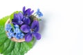 Floristic composition with violets and forget-me-not flowers in a nutshell against beautiful bokeh background. Royalty Free Stock Photo