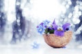 Floristic composition with violets and forget-me-not flowers in a nutshell against beautiful bokeh background. Royalty Free Stock Photo