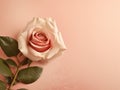romantic background with red rose Royalty Free Stock Photo