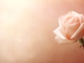 romantic background with red rose Royalty Free Stock Photo