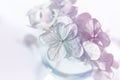 Romantic flower petal close up. Hydrangea flowers Royalty Free Stock Photo