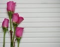 Romantic flower photography image with pink roses in bud on a natural white wooden background Royalty Free Stock Photo