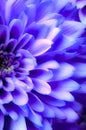 Romantic purple daisy chrysanthemum