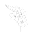 romantic flower sketch graphic freesia, blooming spring garden isolated