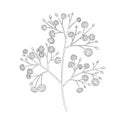 romantic flower sketch graphic gypsophila, blooming spring garden isolated