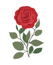 Romantic flower symbolizes love
