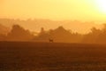 a romantic foggy autumn sunrise over a great landscape with a deer standing in the meadow Royalty Free Stock Photo