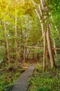 Romantic foot path through green enchanted forest