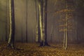 Romantic forest in a misty autumn day Royalty Free Stock Photo