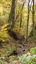 Romantic Forest with a rivulet Royalty Free Stock Photo