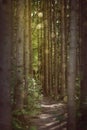 Romantic forest trail trough spruce trees Royalty Free Stock Photo