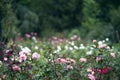 Romantic garden with pinkish white rose on blurred background. Royalty Free Stock Photo