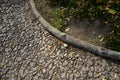 Romantic garden walkway in the park. the curb is modeled from cement and concrete in the shape of branches, trunk, stump and roots