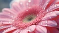 Romantic Gerbera Daisy With Water Droplets In Soft Morning Light