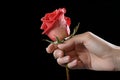 Romantic gesture close up of hand with red plastic rose