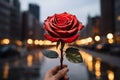 Romantic gesture Red rose held in front of lively cityscape