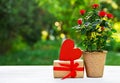 Romantic gift. Roses in flowerpot, gift box and heart. International Women`s Day. Mothers Day.