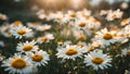 great summer chamomile flowers on a clearing bouquet photo color card atmospheric