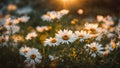 great summer chamomile flowers on a clearing close-up, photo color card atmospheric