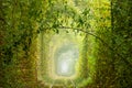 Romantic Green Branch in the Sunny Tunnel of Love Royalty Free Stock Photo