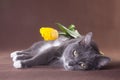 Relaxing cat with gift flower