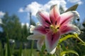 Romantic growing flower of white lilly with purple core and stamens