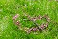 Romantic heart symbol made of pink Cercis siliquastrum flower petals crossed by a tree branch on green grass background.