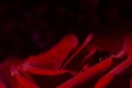 Romantic hearts bokeh background with water drops on red rose petal, love concept Royalty Free Stock Photo