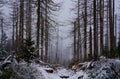 A romantic hiking trail in the winter forest. Royalty Free Stock Photo