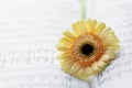 Music composition with tender gerbera on blurred music notebook background