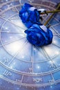 Romantic horoscope with beautiful blue roses like zodiac and love concept