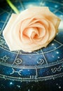 Romantic horoscope with beautiful orange rose like zodiac and love concept