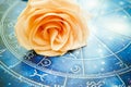 Romantic horoscope with beautiful orange rose like zodiac and love concept